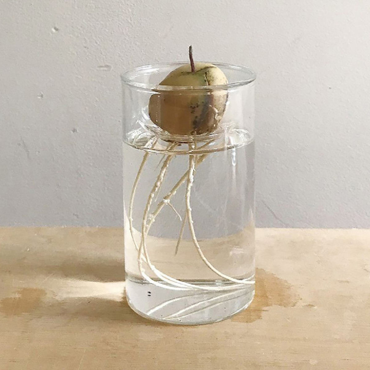 花瓶 MINI BULB VASE 水栽培ガラスベース クリア 11cm