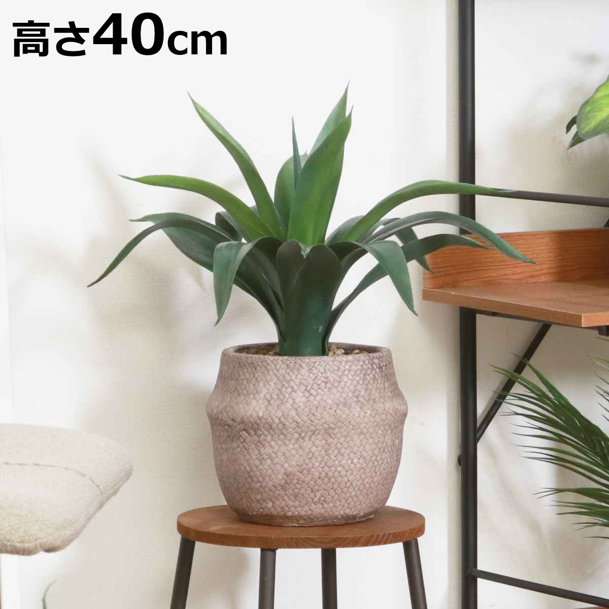 アガベ 鉢植え」の人気商品一覧 | 安い商品を通販サイトから探す