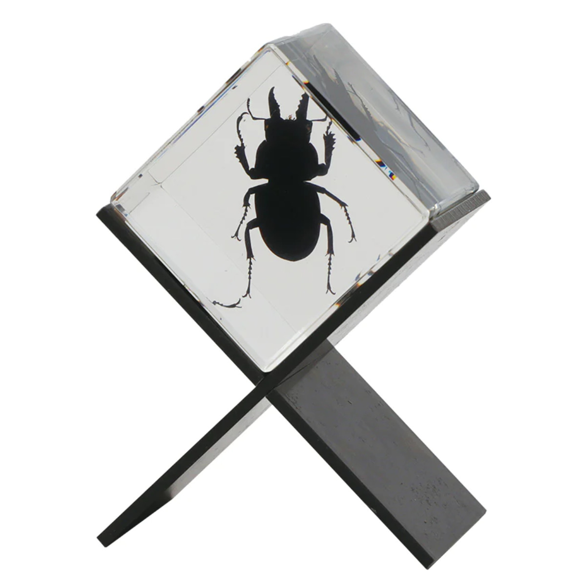 ⓶ 金工ノコギリクワガタ　オブジェ　ペーパーウェイト　置物 magnet ペーパーウェイト Casimir 昆虫標本 ガラス （ 昆虫 標本 虫