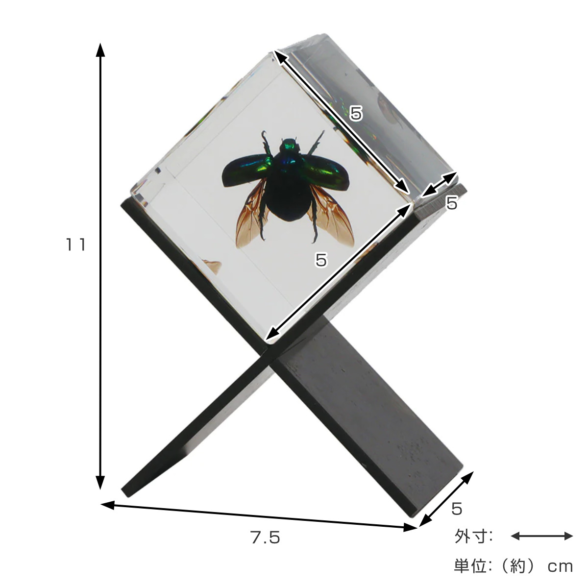 magnet ペーパーウェイト Casimir 昆虫標本 ガラス （ 昆虫 標本 虫