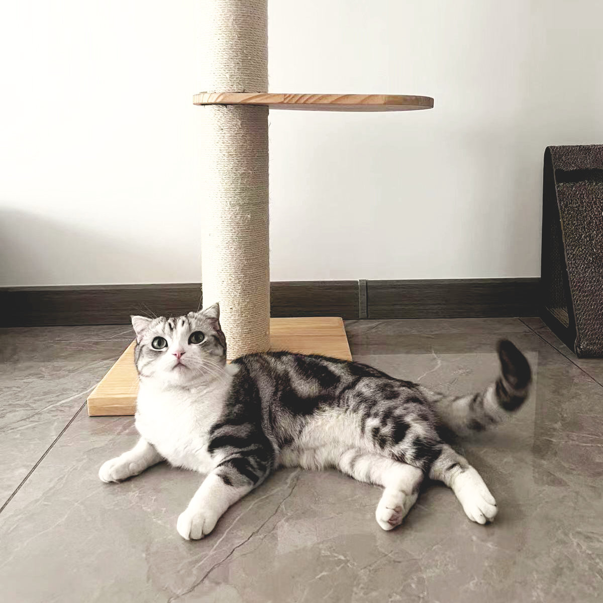キャットタワー ねこぞく ブーレ 木製 突っ張り スリム （ キャット