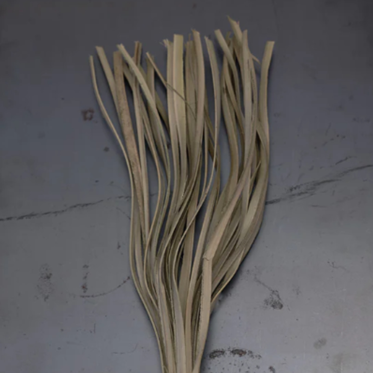 ドライフラワー CASTO PALM LAZE...の詳細画像3