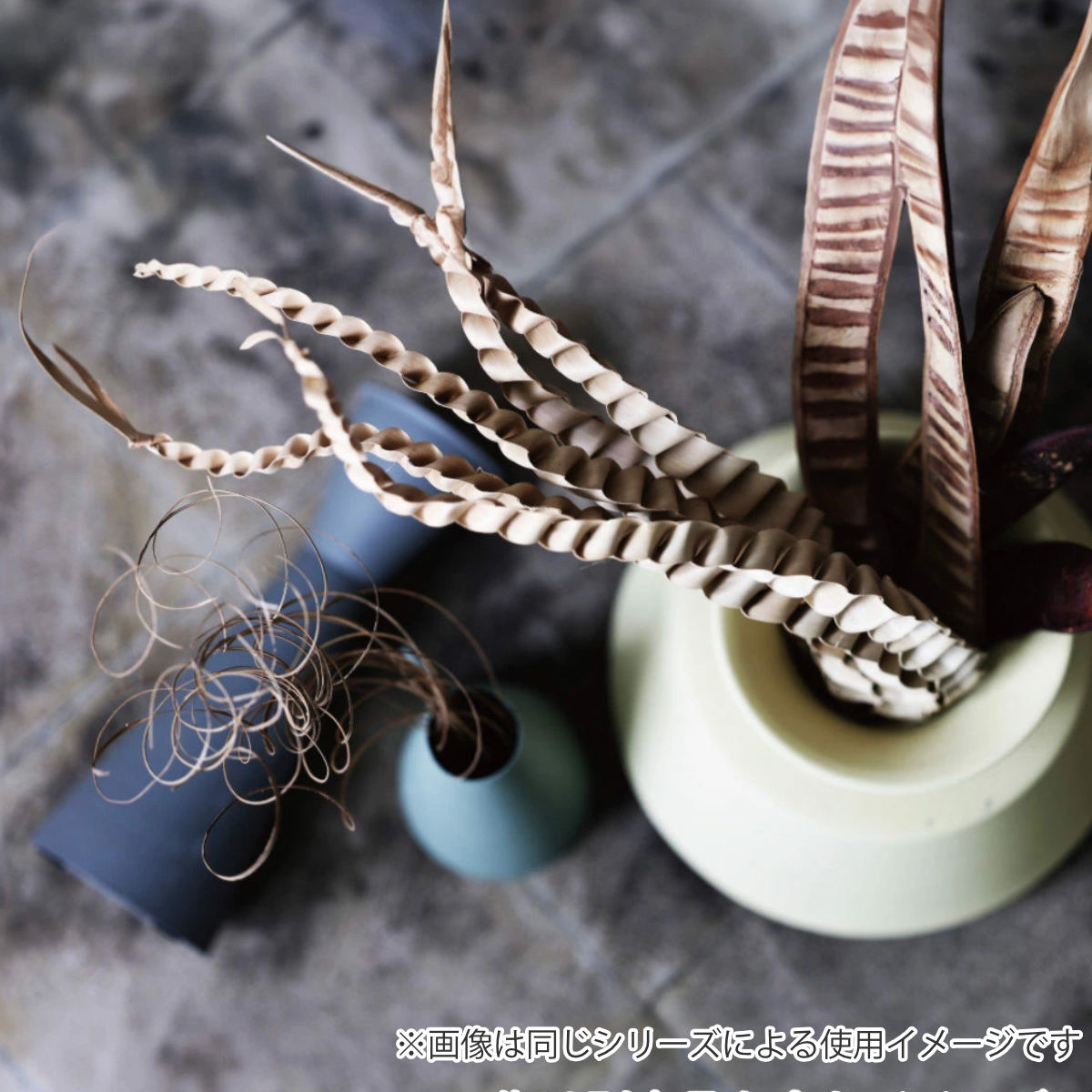 ドライフラワー CASTO PALM LAZE...の詳細画像5