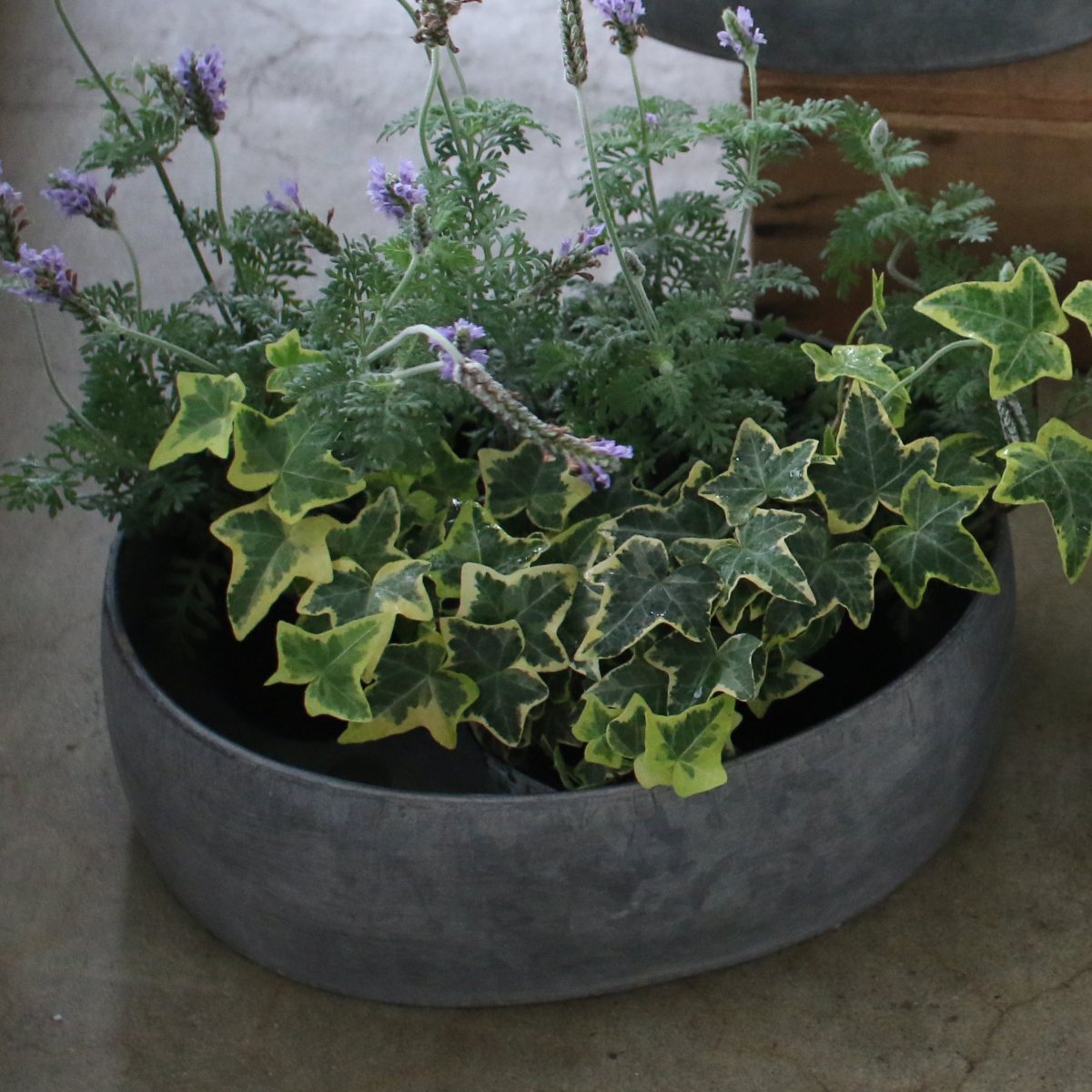 植物　植木鉢　鉢カバー　プランター　塊根植物　観葉植物 鉢カバー プランターカバー おしゃれ 大型 人気 観葉植物 インドア