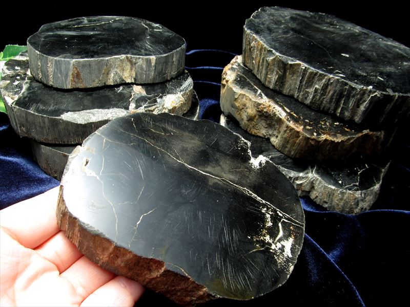 レアなブラック珪化木 ブラック珪化木(ペトリファイドウッド) プレート