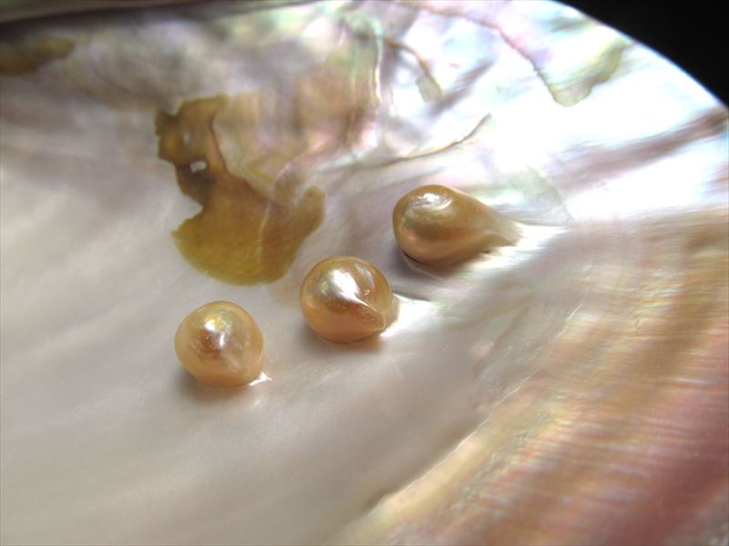 (希少)アツソデガイ　蓋付き　貝殻 楽天市場】ジェルキャンドル 貝殻の通販