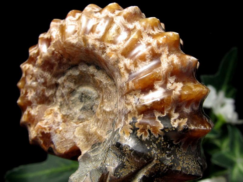 1個売り ドウビレイセラス(アンモナイト化石)原石 80g-95g 幸運を