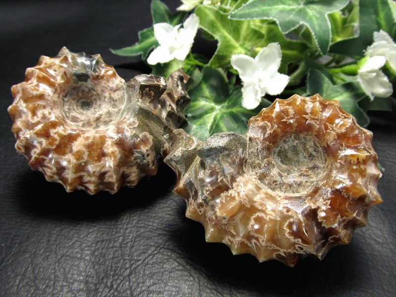 1個売り ドウビレイセラス(アンモナイト化石)原石 80g-95g 幸運を