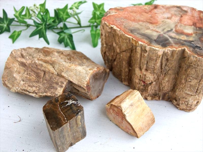 一面磨き 珪化木 ペトリファイドウッド 原石 重さ300g-400g 1個売り