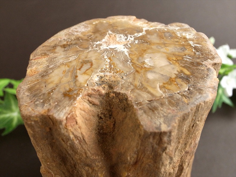 一面磨き 珪化木 ペトリファイドウッド 原石 最大幅 114mm 重さ 1114g