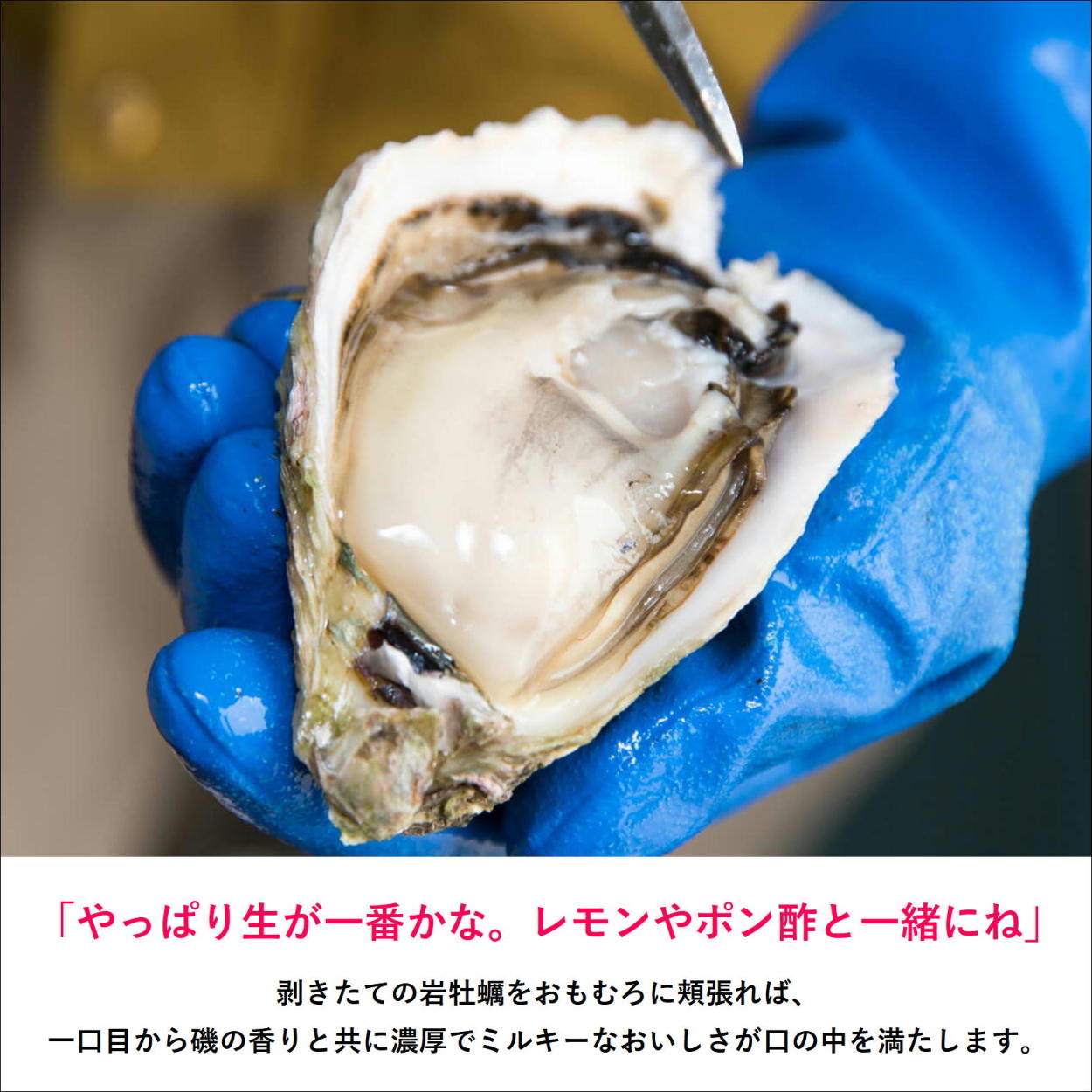 隠岐 ブランド いわがき 清海 Lサイズ 300g 350ｇ 8個セット 殻付き 岩牡蠣 生食用 専用ナイフ 軍手 レシピ付き 今が旬 3月より出荷開始 Seikai L8 クラムプラス 通販 Yahoo ショッピング