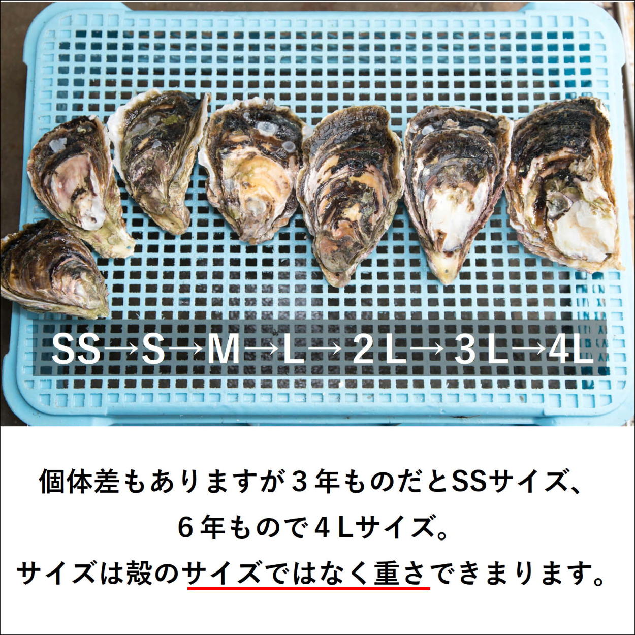 隠岐 ブランド 岩がき いわがき 清海 2Lサイズ 350g〜400ｇ 5個セット