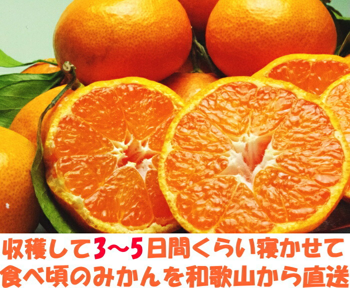和歌山有田みかんベネ2