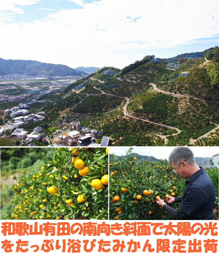 和歌山有田みかんベネ3