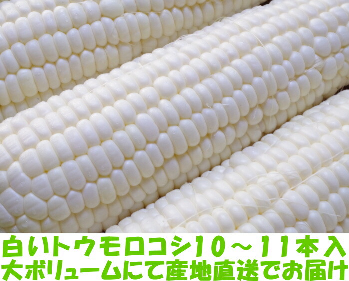 兵庫真夜中とうもろこしベネ2