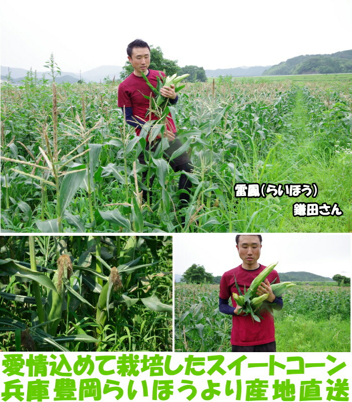 兵庫真夜中とうもろこしベネ3