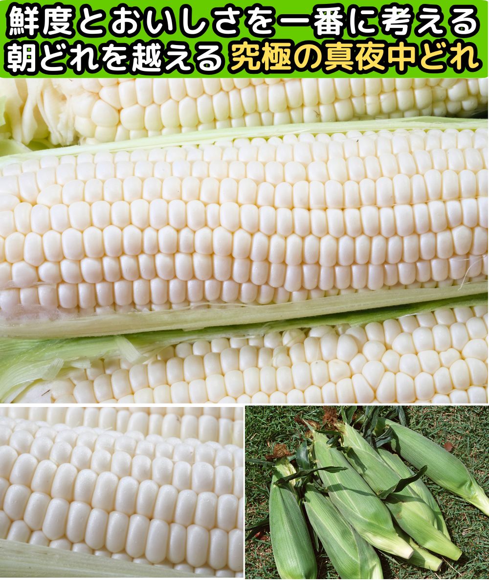 とうもろこし 甘い ギフト お中元 真夜中 トウモロコシ 生で食べれる