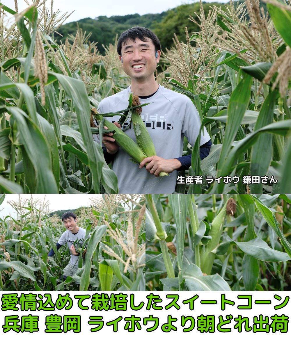 兵庫真夜中とうもろこしベネ3