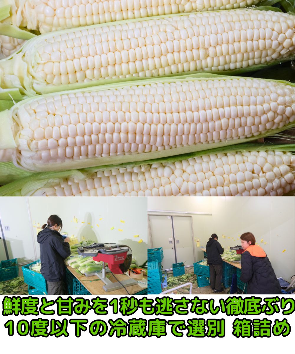 兵庫真夜中とうもろこしベネ4