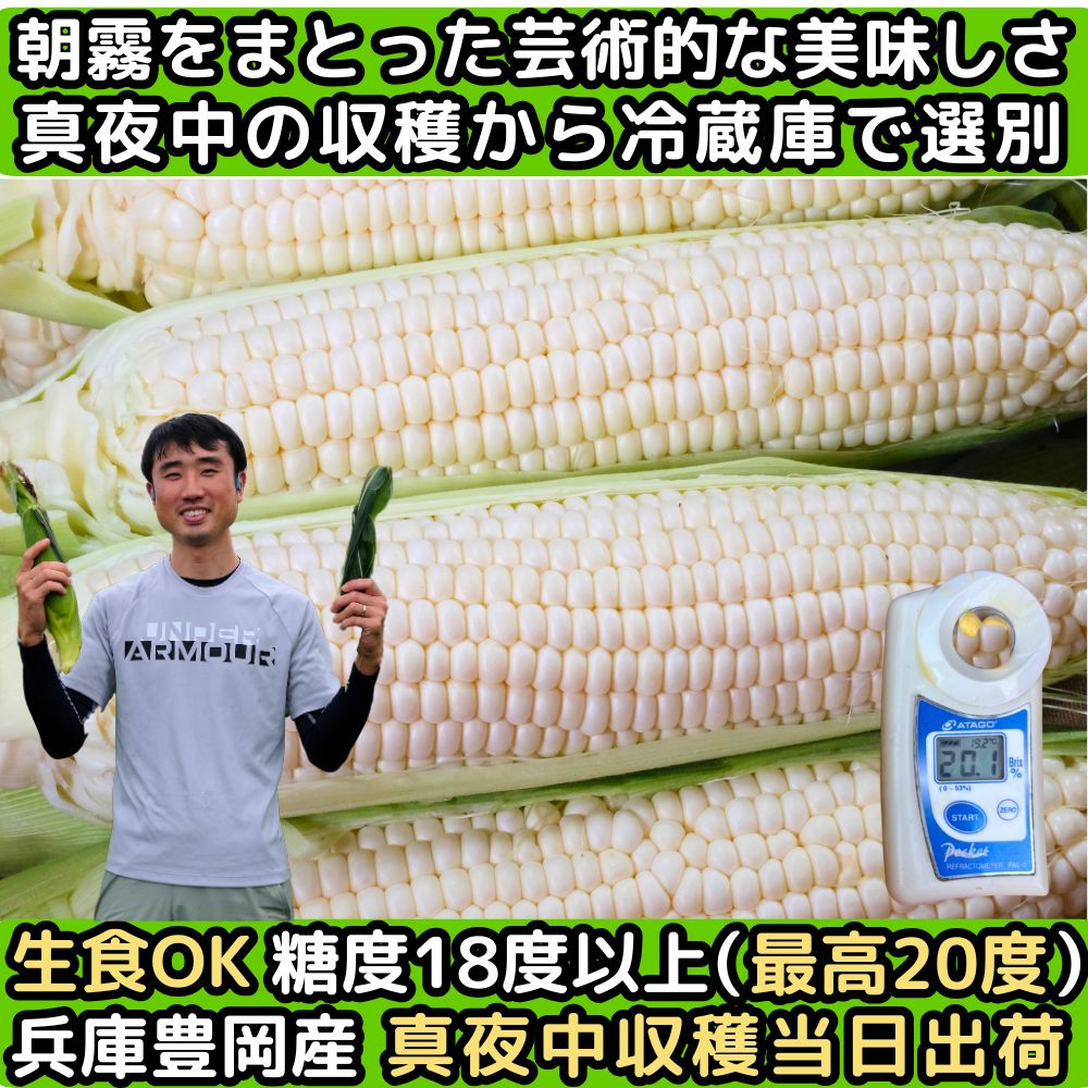 とうもろこし 甘い ギフト お中元 早割 真夜中 トウモロコシ 生で食べ