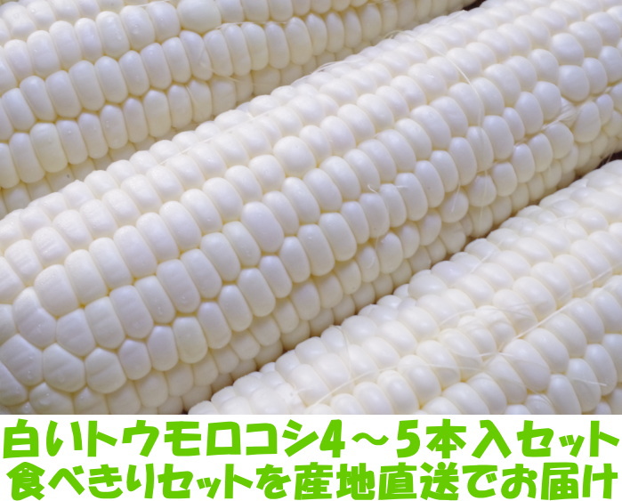兵庫真夜中とうもろこしベネ2