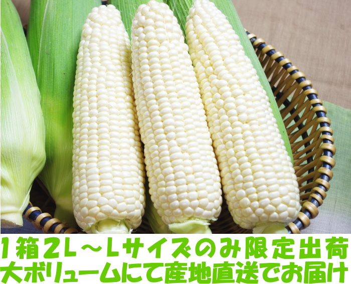 北海道ホワイトコーンベネ2