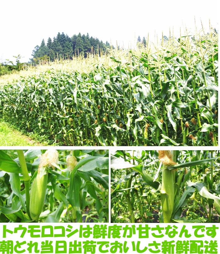 北海道ホワイトコーンベネ3