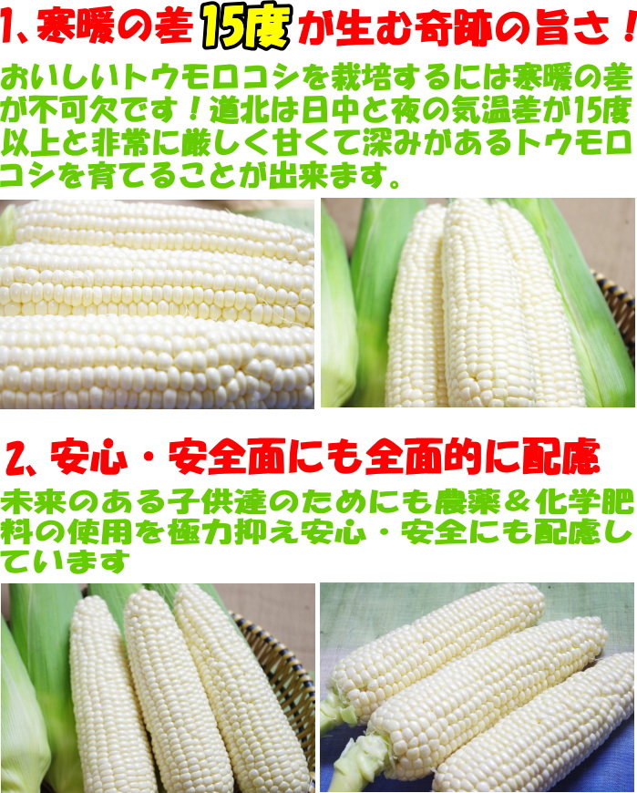 北海道ホワイトコーン生産者2