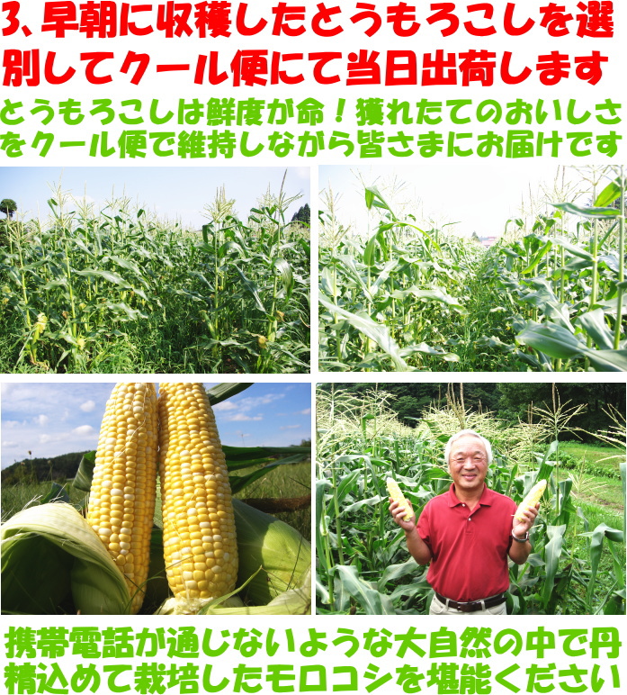 北海道ホワイトコーン生産者3