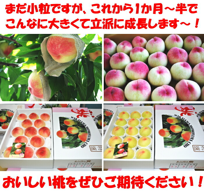桃 和歌山 お中元 ギフト あら川の桃 4kg 15玉 中玉 青秀 高級
