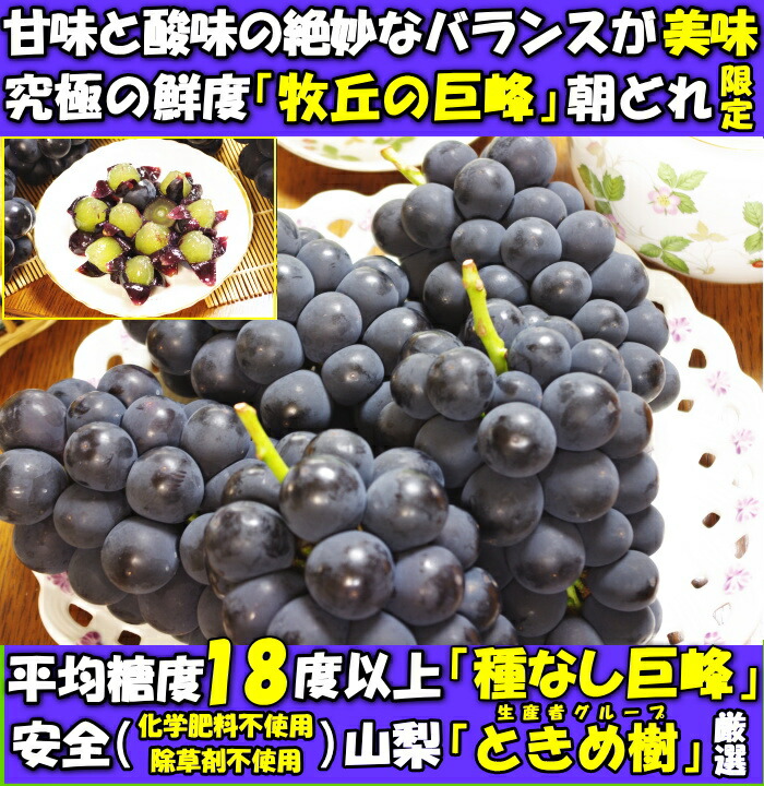 ぶどう 巨峰 種無し 山梨 高糖度 種なし ブドウ ギフト セット