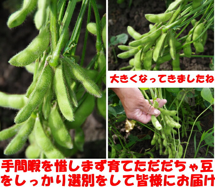 山形だだちゃ豆現地取材２