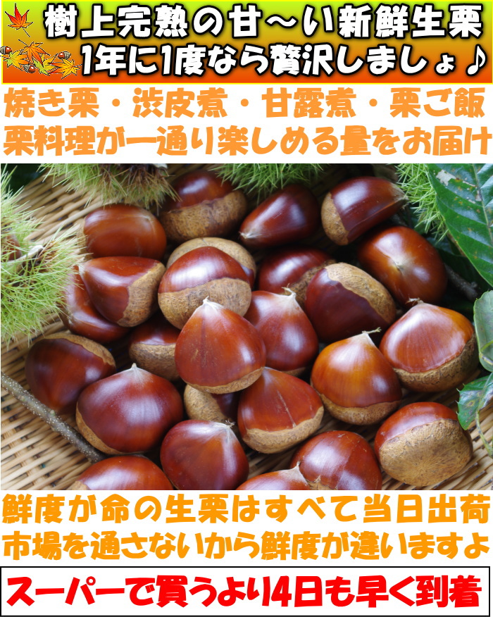 栗 熊本 生栗 大粒 新鮮 完熟 高級 美味しい ギフト 約1.5kg 3L サイズ