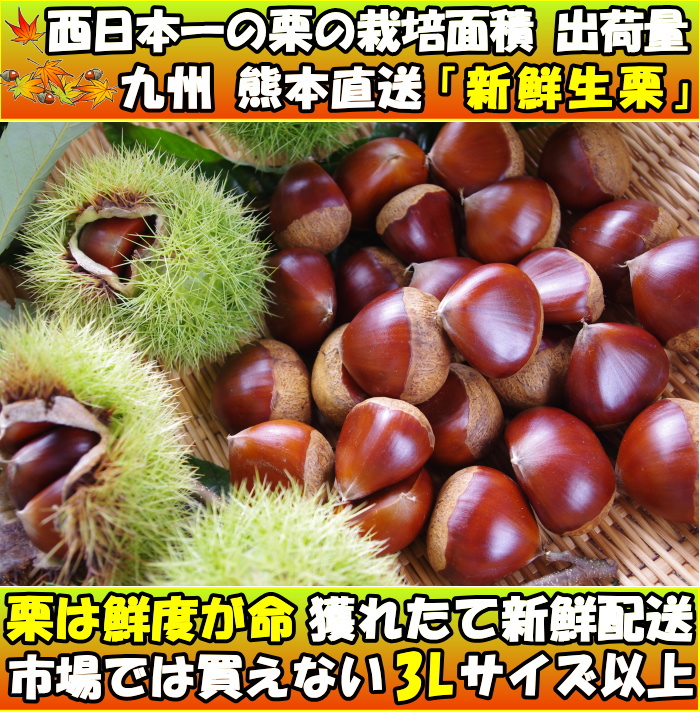 栗 熊本 生栗 大粒 新鮮 完熟 高級 美味しい 生栗 ギフト 約1.5kg 3L サイズ 国産 品種 丹沢 筑波 銀寄 利平 等 :  kn-kuri02 : クックス産直ヤフー店 - 通販 - Yahoo!ショッピング