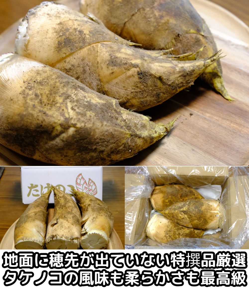 熊本生タケノコベネ3