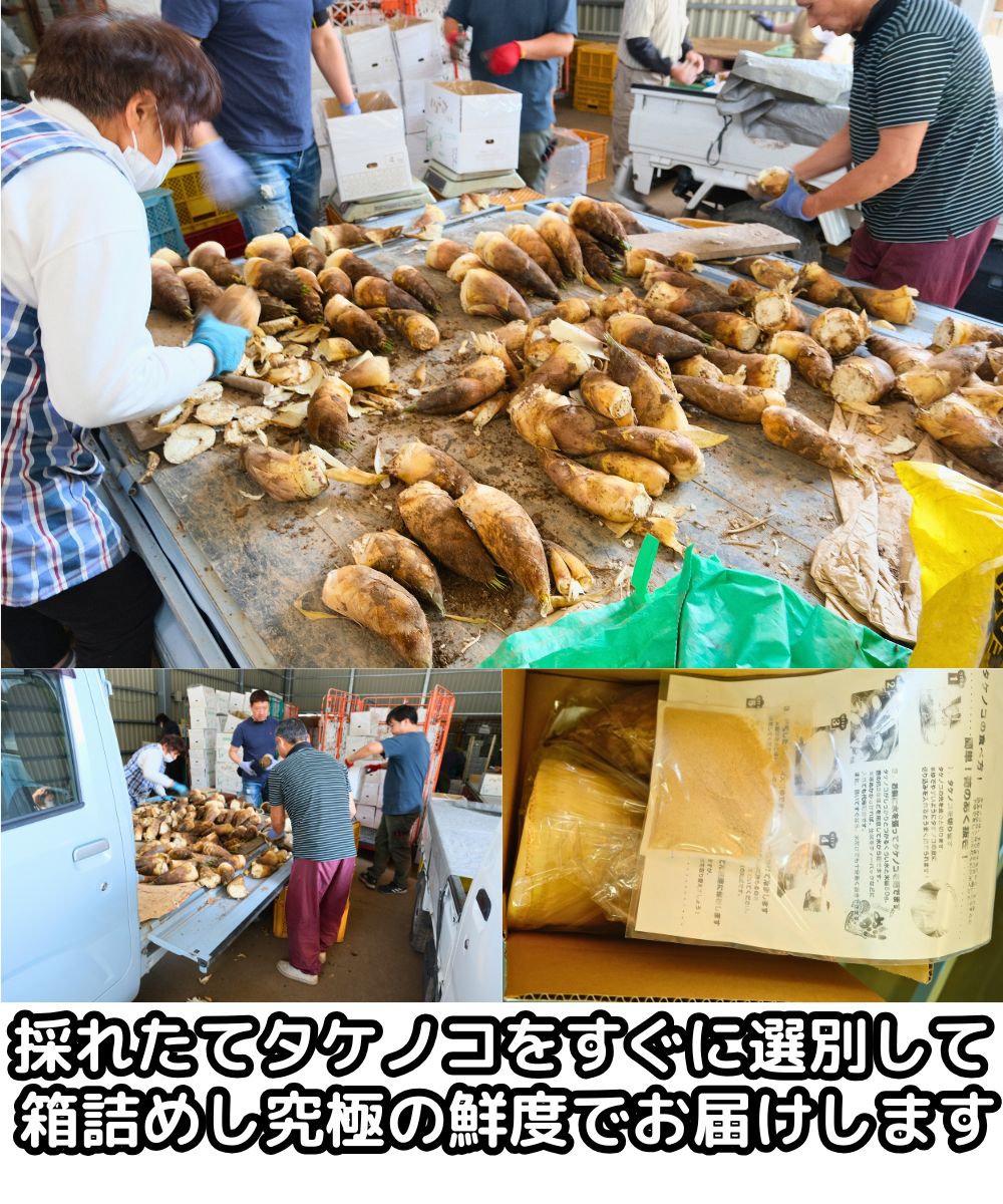 熊本生タケノコベネ4