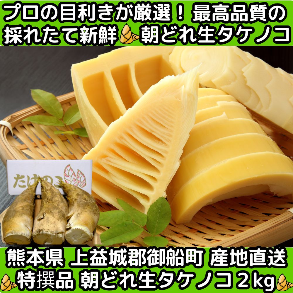 熊本生タケノコファースト