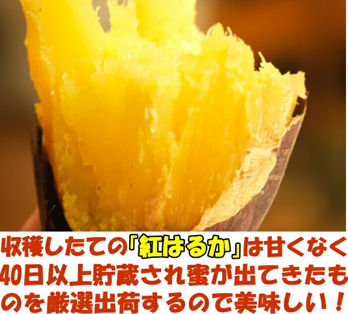さつまいも 紅はるか 熟成 完熟 甘い 送料無料 甘さ際立つ40日
