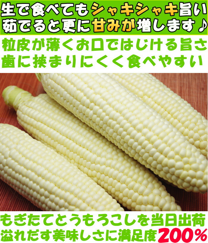 長崎ホワイトコーンベネ1