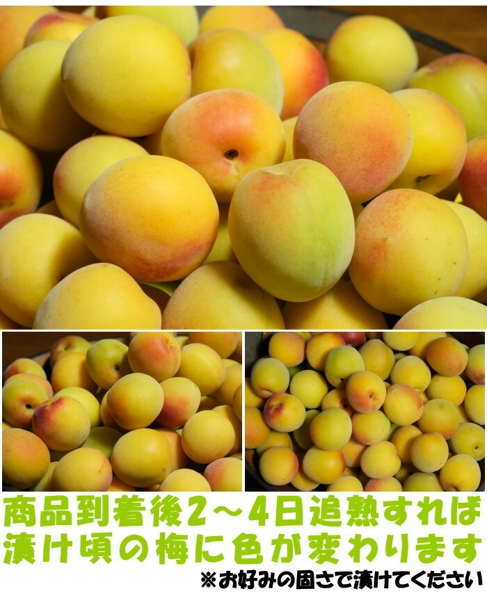 和歌山岡本農園南高梅ベネ4