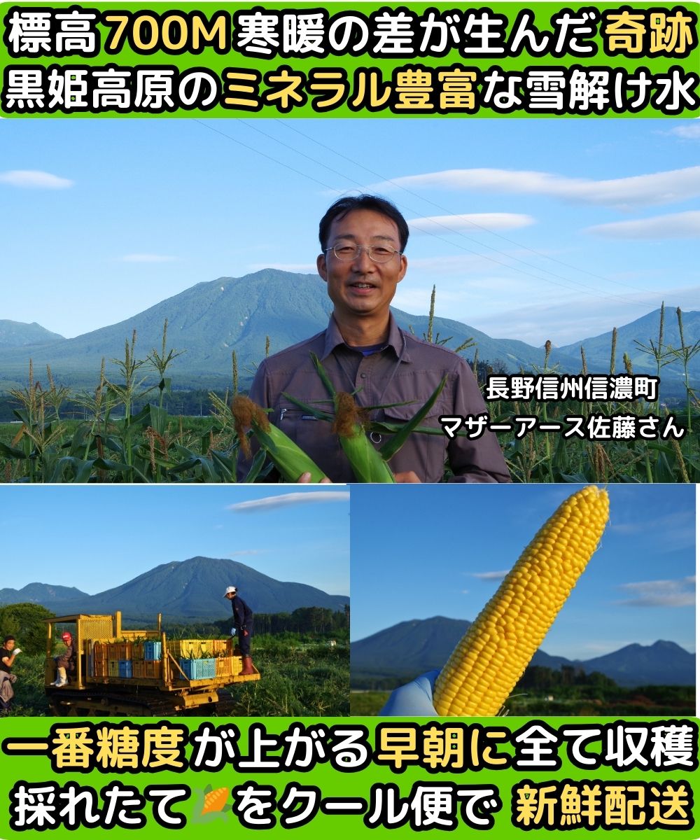 奈良訳ありとうもろこしベネ2