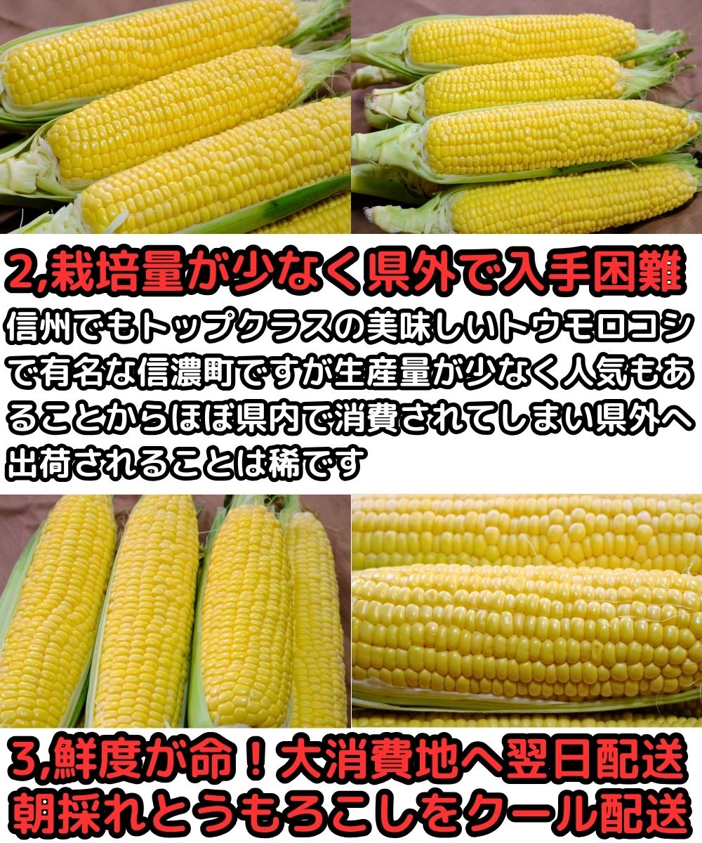 長野桃より甘いとうもろこし生産者2