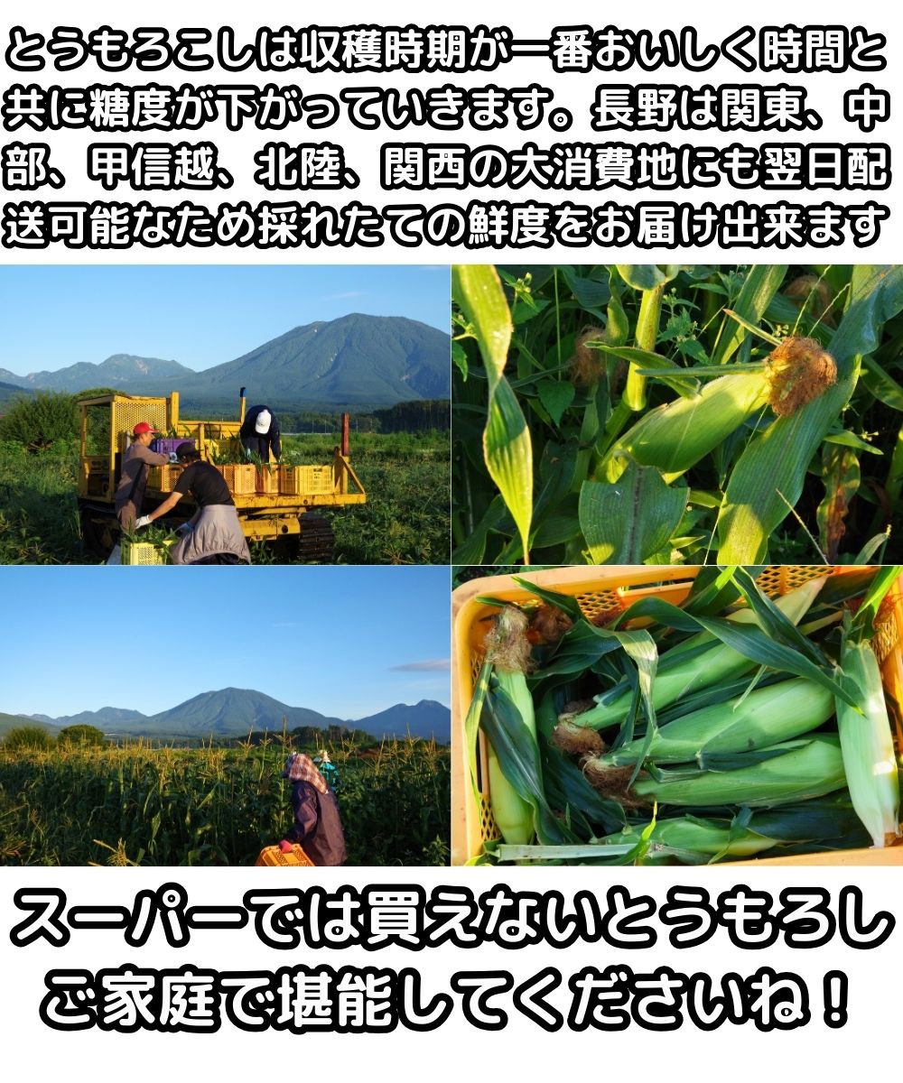 長野桃より甘いとうもろこし生産者3