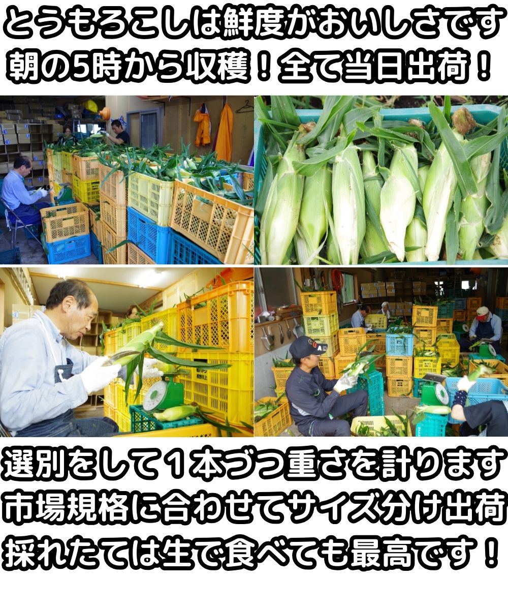 長野桃より甘いとうもろこし生産者5