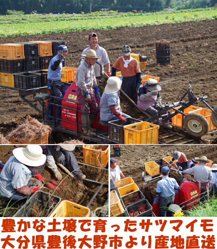 大分芦刈農産紅はるかベネ2