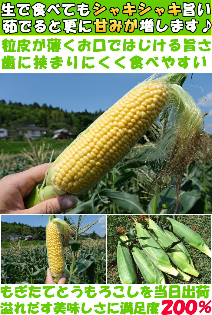 大分とうもろこしベネ1