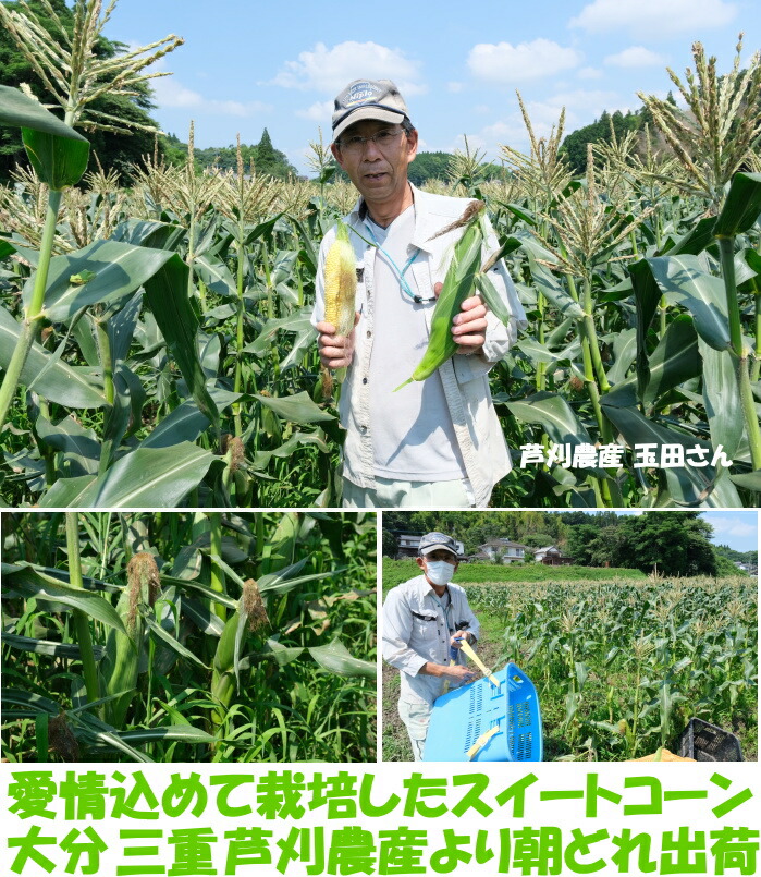大分とうもろこしベネ3