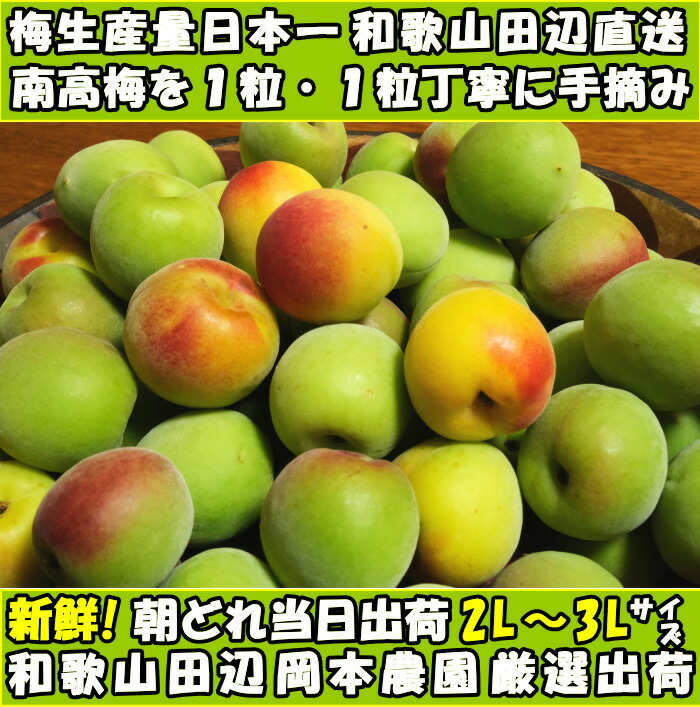 梅 南高梅 梅干し用 5kg 2L〜3L 青梅 or 完熟 予約 直売 生梅