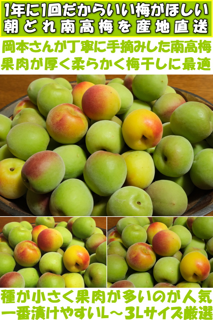 梅 南高梅 梅干し用 生梅 5kg L〜3L 青梅 or 完熟 予約 直売 梅酒用