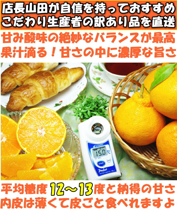 熊本訳アリ不知火ベネ1